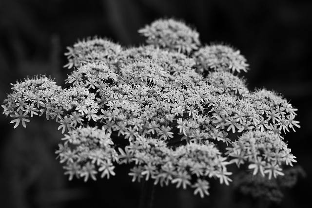 Cerfeuil sauvage (Anthriscus sylvestris)