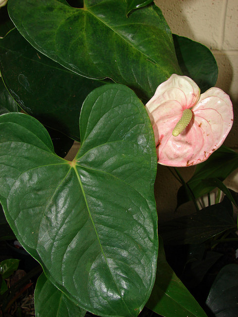 Anthurium andraeanum
