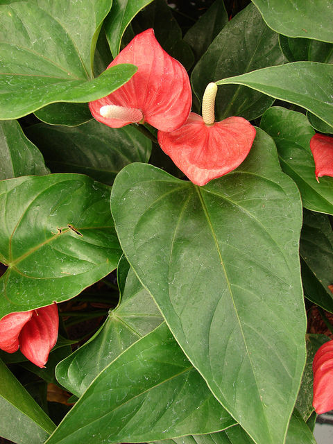 Anthurium andraeanum