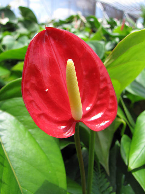 Anthurium andraeanum