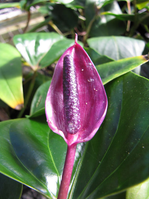 Anthurium andraeanum