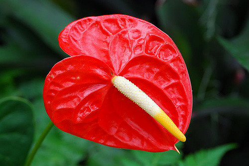 Anthurium andraeanum (Anthurium andraeanum)