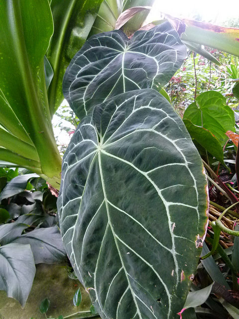 Anthurium crystallinum (Anthurium crystallinum)