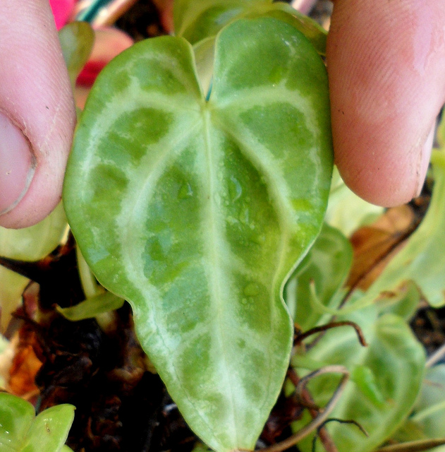 Anthurium crystallinum