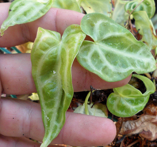 Anthurium crystallinum