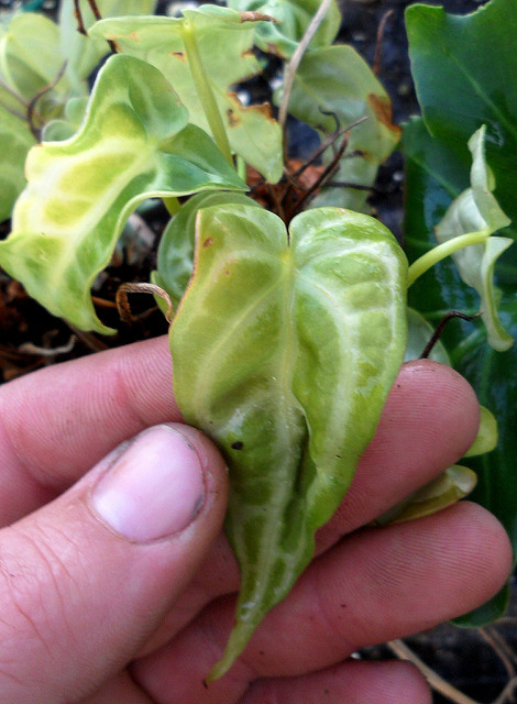 Anthurium crystallinum