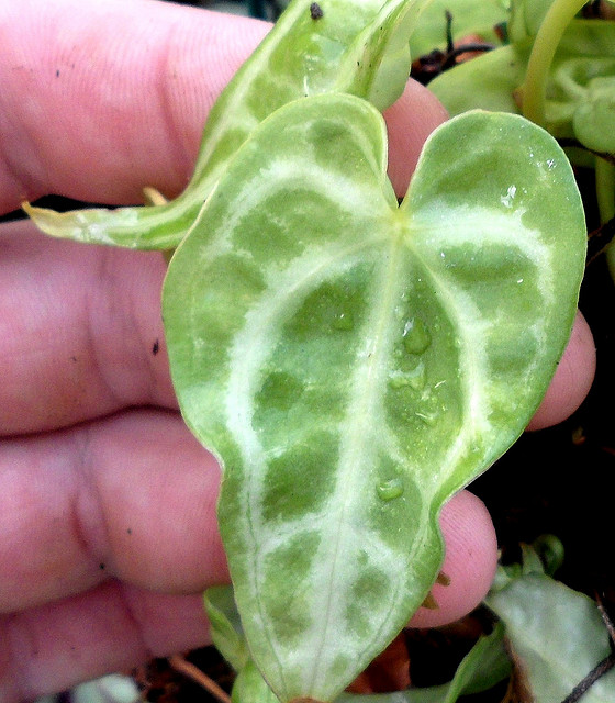 Anthurium crystallinum