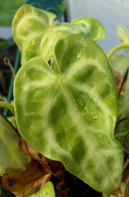 Anthurium crystallinum