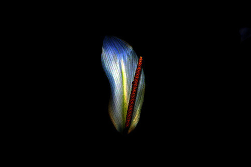 Anthurium hookeri