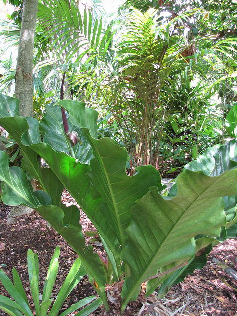 Anthurium hookeri