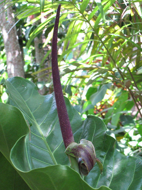 Anthurium hookeri