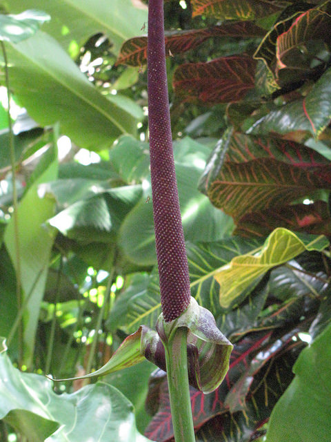 Anthurium hookeri