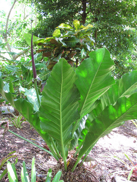 Anthurium hookeri