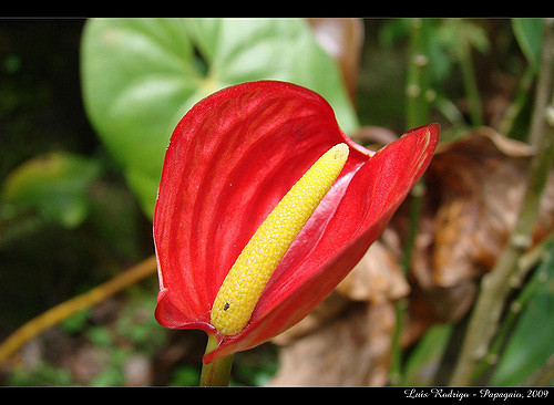 Anthurium hookeri