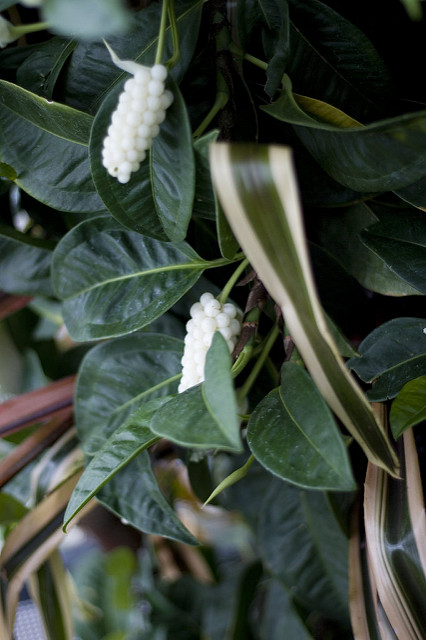 Anthurium scandens