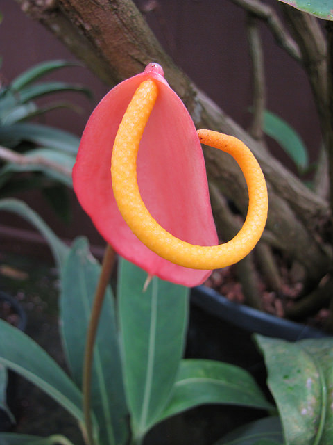 Langue de feu