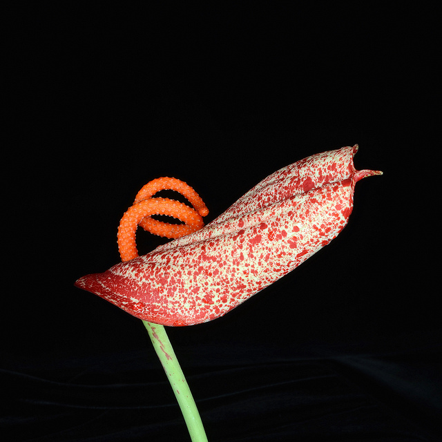 Langue de feu