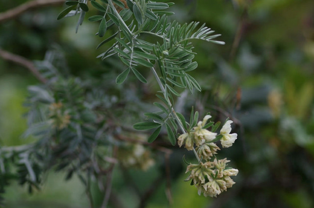 Anthyllide barbe-de-jupiter (Anthyllis barba-jovis)