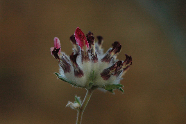 Anthyllide vulnéraire