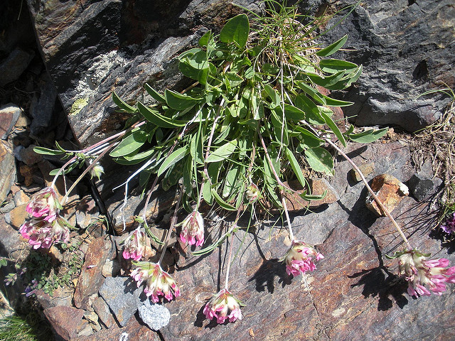 Anthyllide vulnéraire