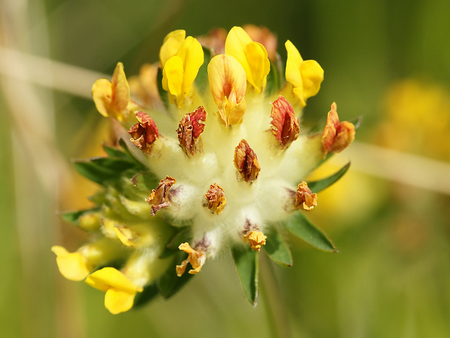 Anthyllide vulnéraire (Anthyllis vulneraria)