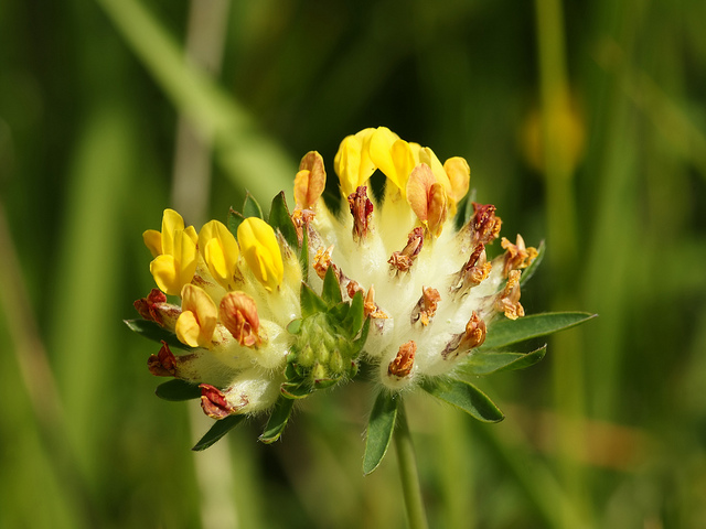 Anthyllide vulnéraire