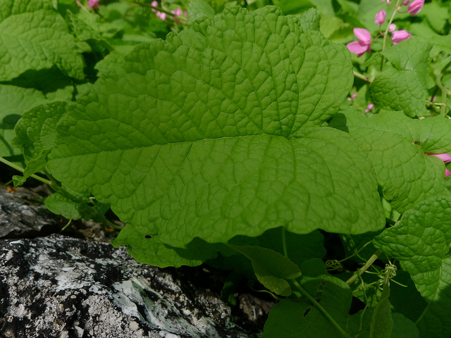 Liane corail (Antigonon leptopus)