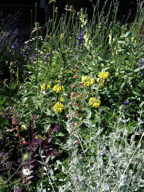 Antirrhinum braun-blanquetii