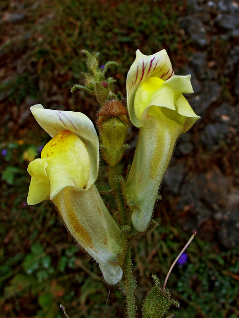 Antirrhinum braun-blanquetii