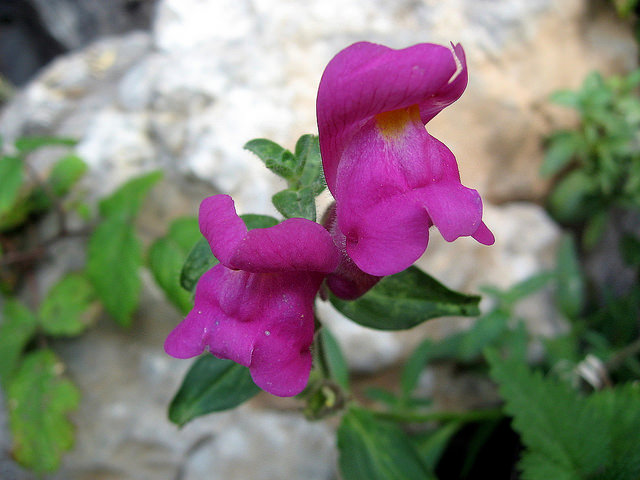Muflier à grandes fleurs (Antirrhinum majus)