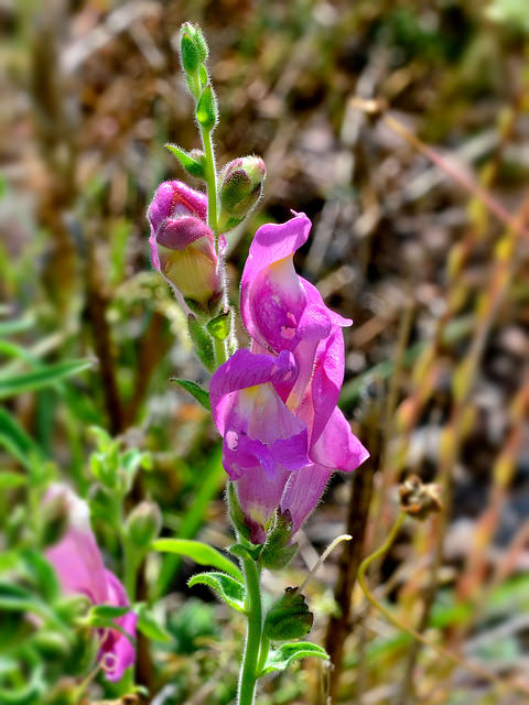 Muflier à grandes fleurs
