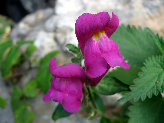 Muflier à grandes fleurs