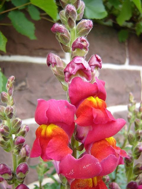 Muflier à grandes fleurs