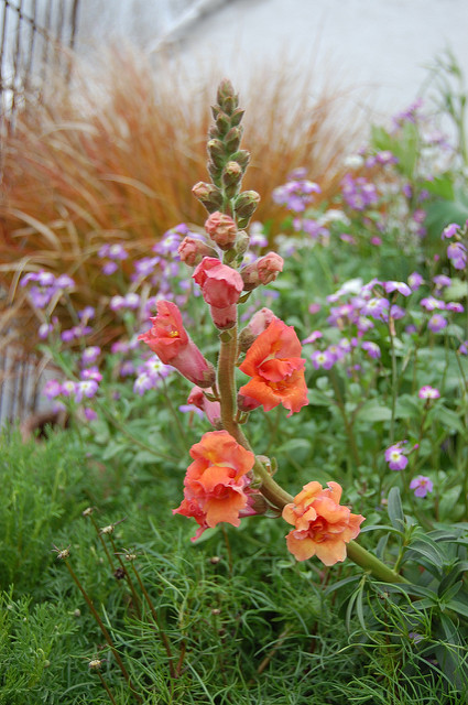Muflier à grandes fleurs