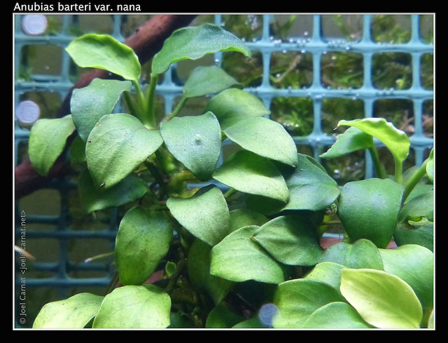 Anubias barteri