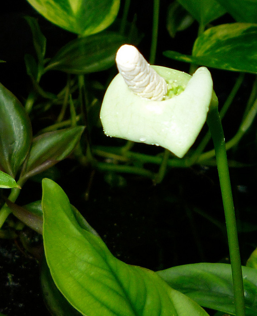 Anubias barteri