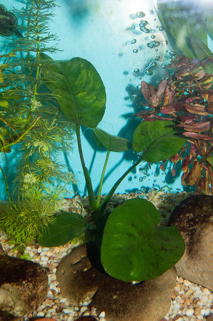 Anubias barteri