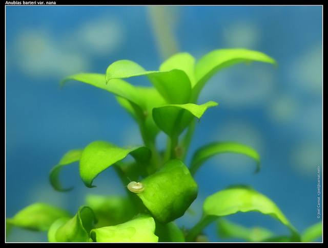 Anubias barteri (Anubias barteri)
