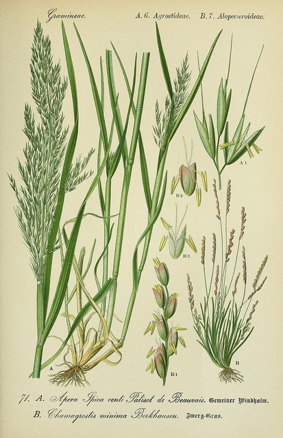 Agrostide jouet du vent (Apera spica-venti)