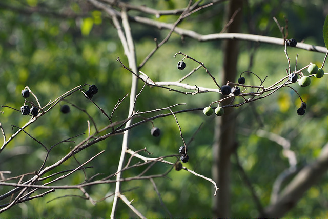 Aphananthe aspera