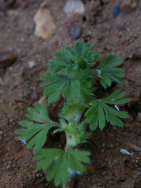 Alchémille des champs