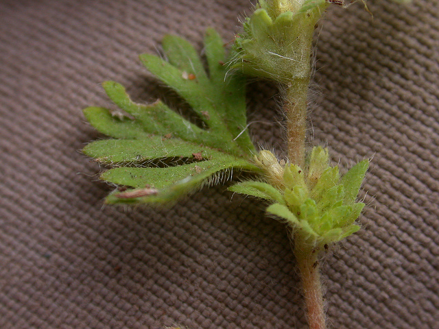 Alchémille des champs