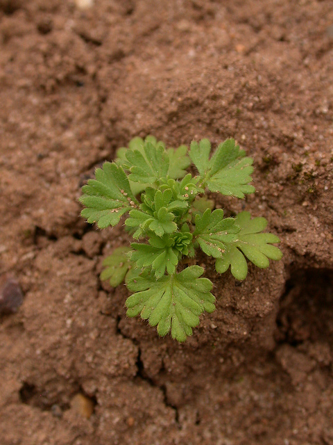 Alchémille des champs