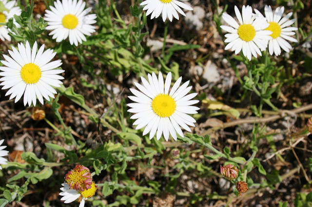 Aphanostephus skirrhobasis