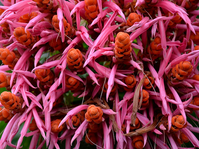 Aphelandra sinclairiana