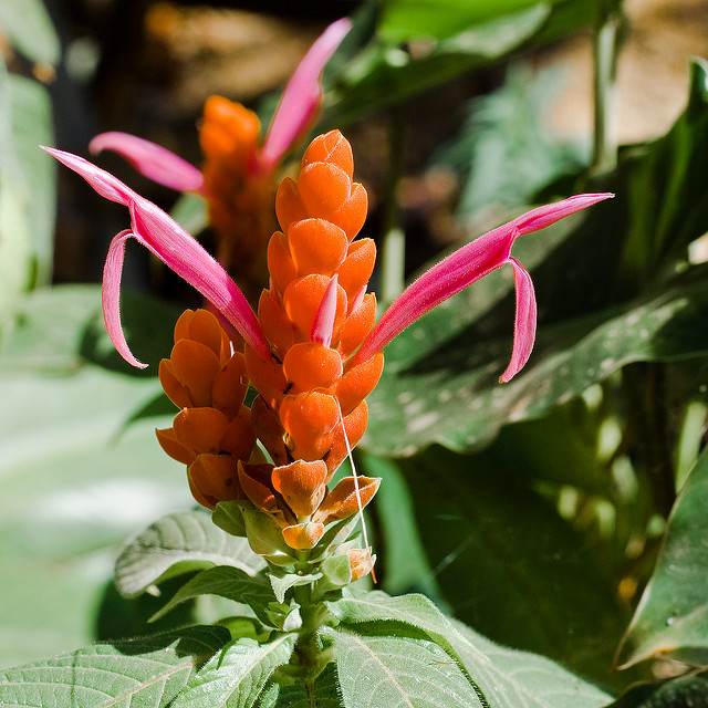 Aphelandra sinclairiana