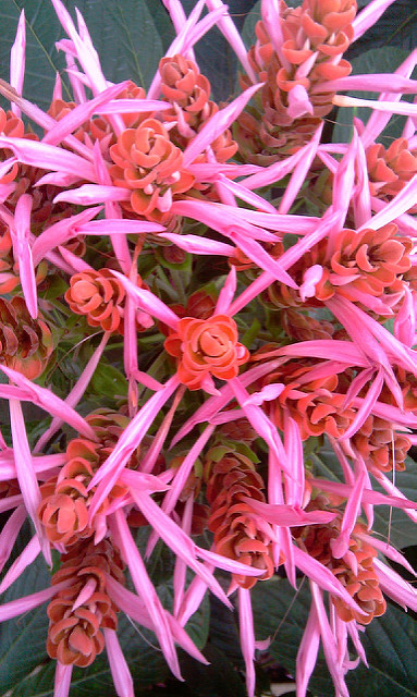 Aphelandra sinclairiana