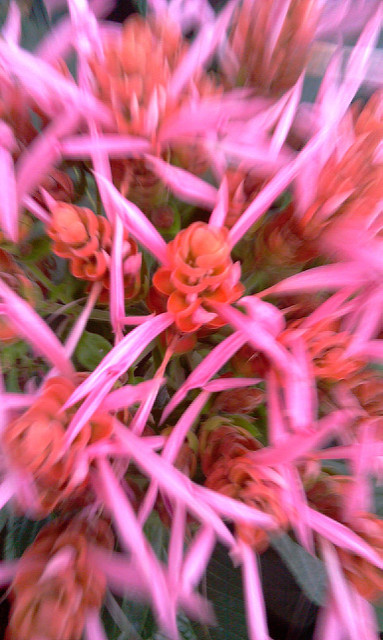 Aphelandra sinclairiana