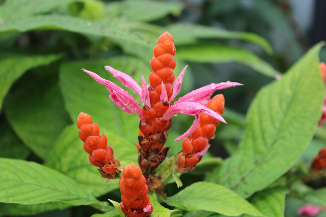 Aphelandra sinclairiana