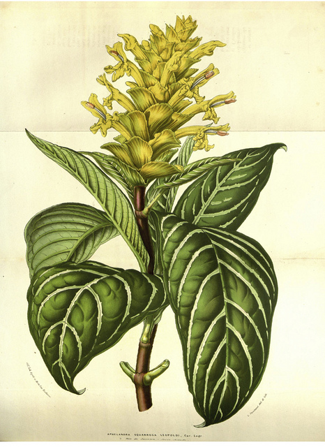 Aphelandra